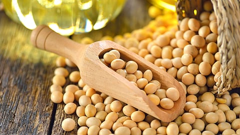 Soybean Market 