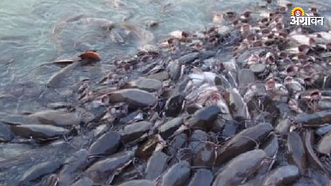 Fish Farming