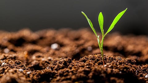 Soil Fertility