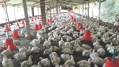 Chicken 