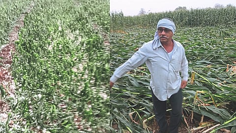  Crop Damage