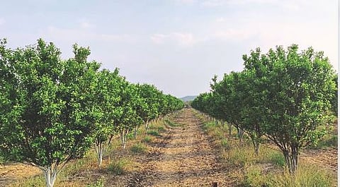 Orange Crop Planing 