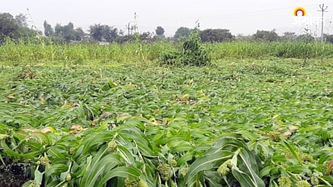 Jowar Crop Damage 