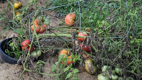 Tomato Damage