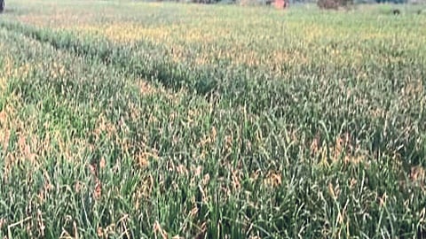 Onion Disease