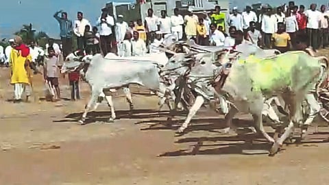 Bailgada Sharyat