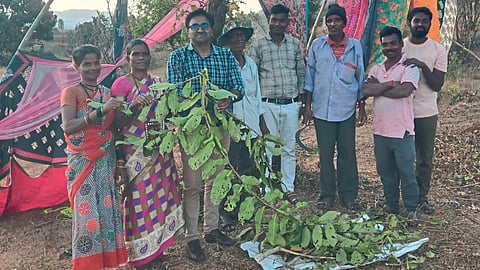 Silk Farming 