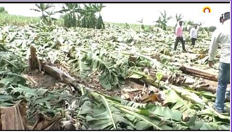 Banana Orchard Damage