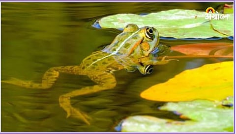 Frog