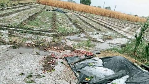 Crop Damage