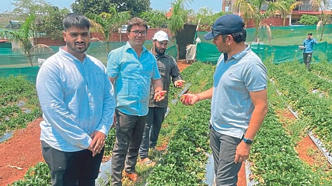 Strawberry Crop Damage