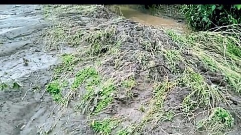 Crop Damage
