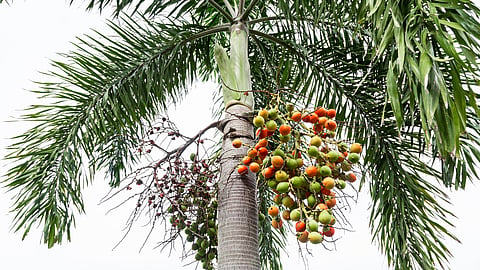 Betel Nut