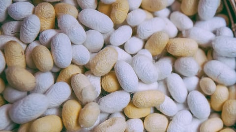 Silk Production 