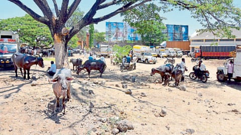 Animal market