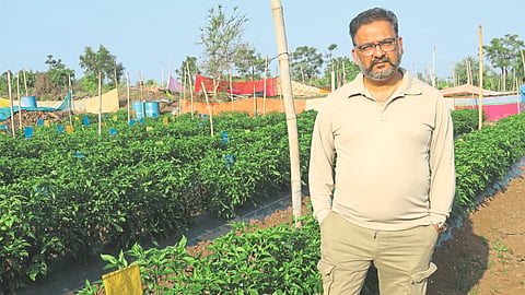 Vegetable Farming