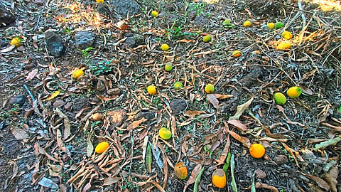 Hapus Mango Crop Damage 
