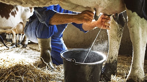 Dairy Product Import