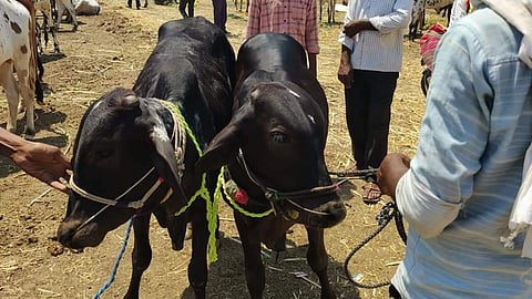 Animal Market