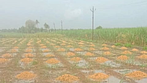 Crop Damage
