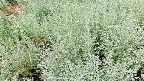 Aromatic Plants 
