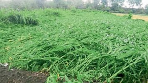 Crop Damage