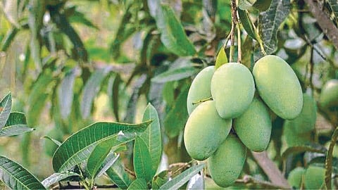 Mango Production