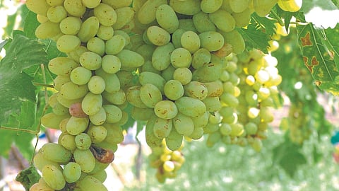 Grape