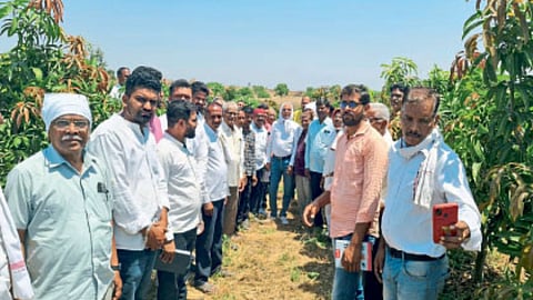 Mango Production