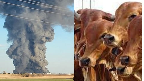 Dairy Farm Fire