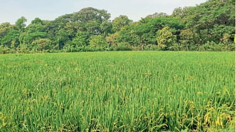 Rice Farming 