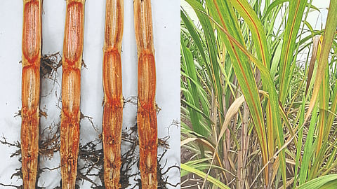 Sugarcane Decease Control
