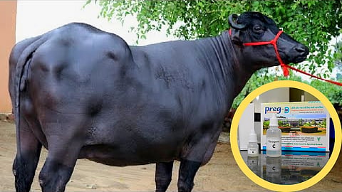 Bovine Pregnancy Test Kit