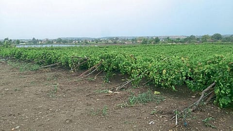 Crop Damage 