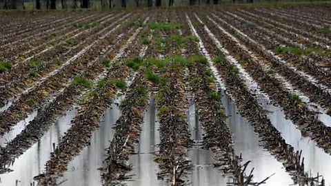Crop Damage