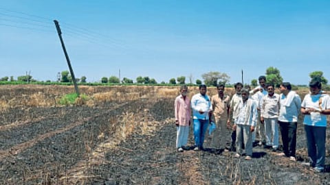 Wheat Damage