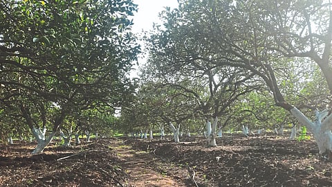 Mosambi Cultivation