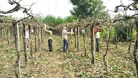 Fruit Crop Pruning