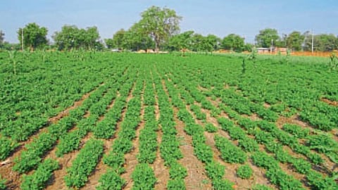 Summer Crop