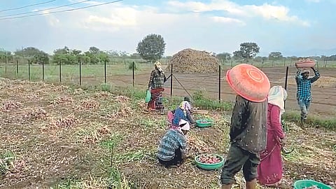 Crop Damage