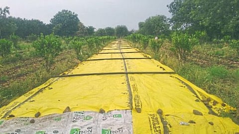 Crop Damage Akola