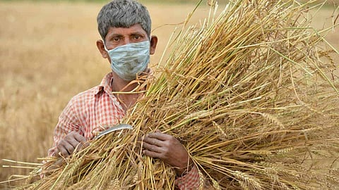 Farmer