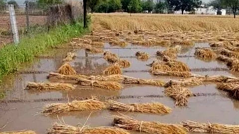 Crop Damage 