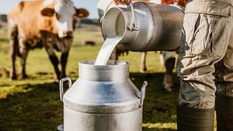 Dairy 