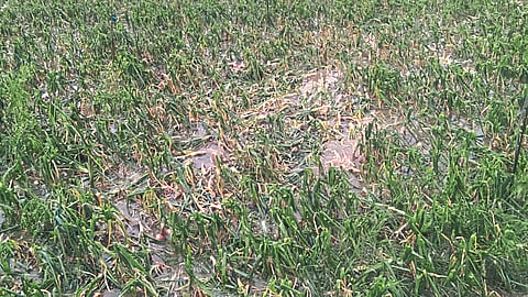 Crop Damage