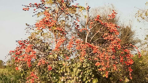 Mahua Flower
