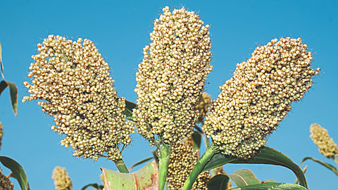 Jowar Crop