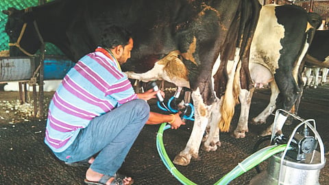 Animal Feed Update