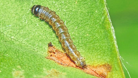 Pest Management