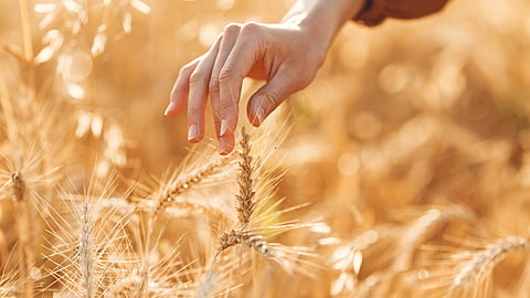 Agriculture AI 